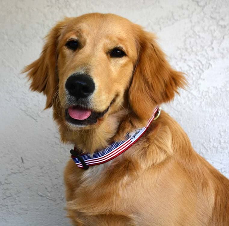 Customer Spotlight: CupcakePups Dog Collars